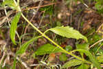 White thoroughwort